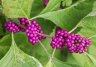 American Beautyberry (Callicarpa americana) - Photo by Doug Kimball
